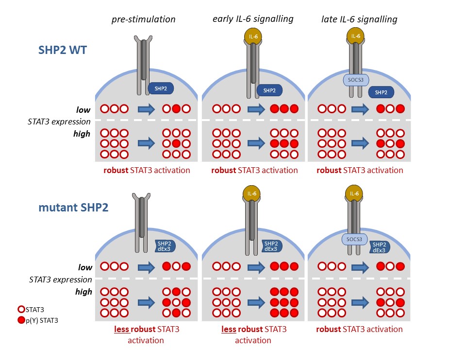 SHP2 Robustness