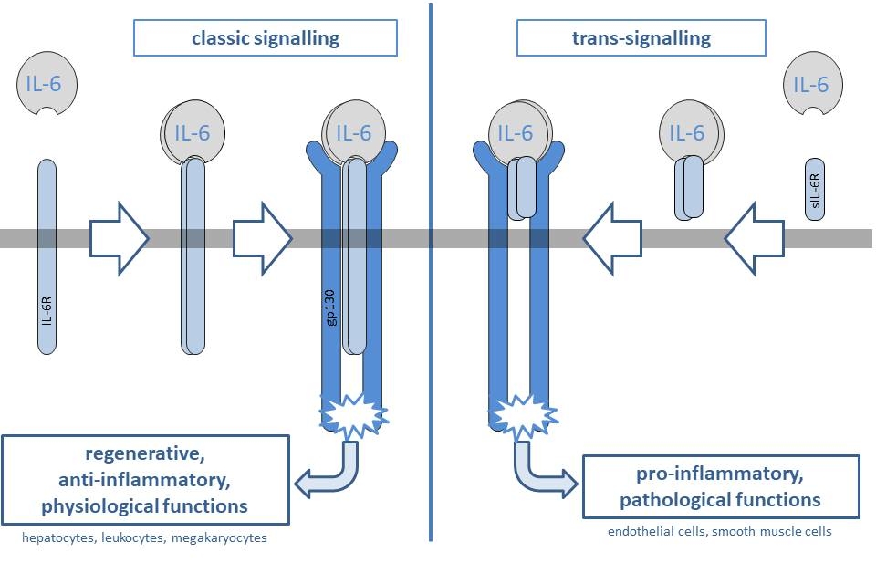 cis trans signalling